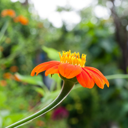 Mexican Sunflower Torchlight