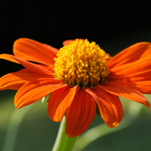 Mexican Sunflower Torchlight