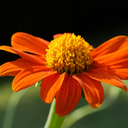 Mexican Sunflower Torchlight