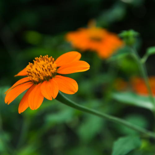 Mexican Sunflower Torchlight