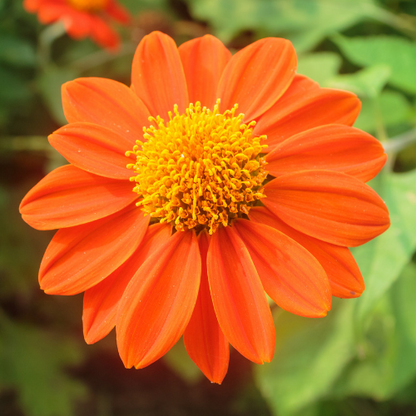 Mexican Sunflower Torchlight