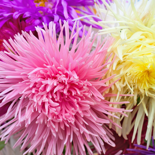 Mélange d'Asters Giant Ray