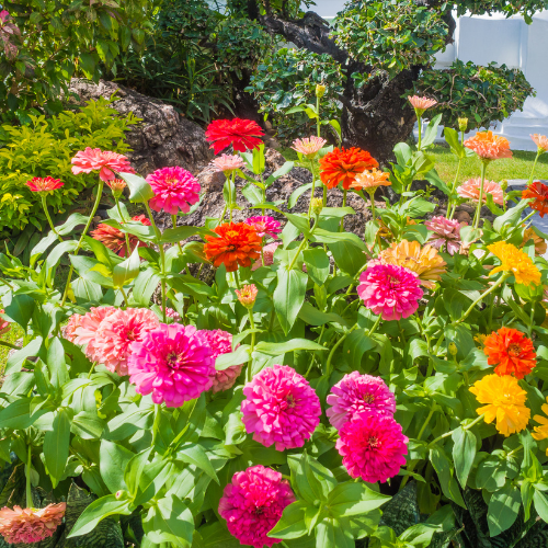 Mélange de Zinnia Chrysanthemum