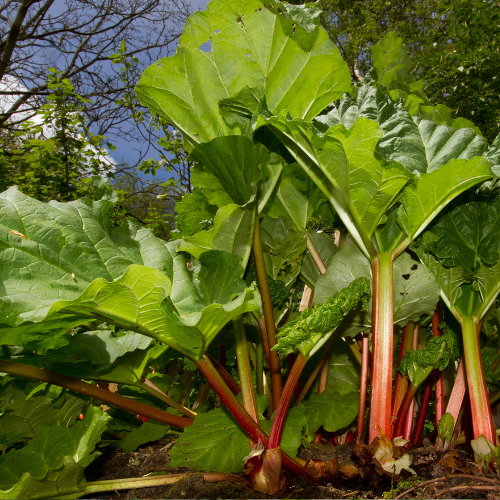 Rhubarbe Glaskins