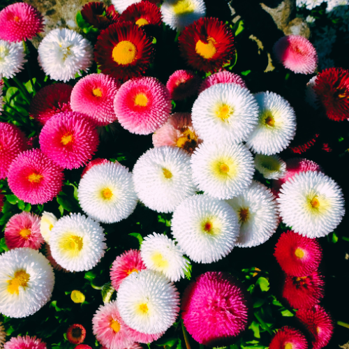 Bellis, mélange Tasso