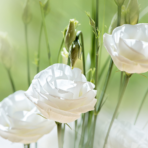 Lisianthus Aréna White