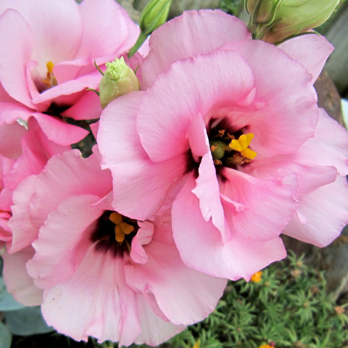 Lisianthus Jolly Pink