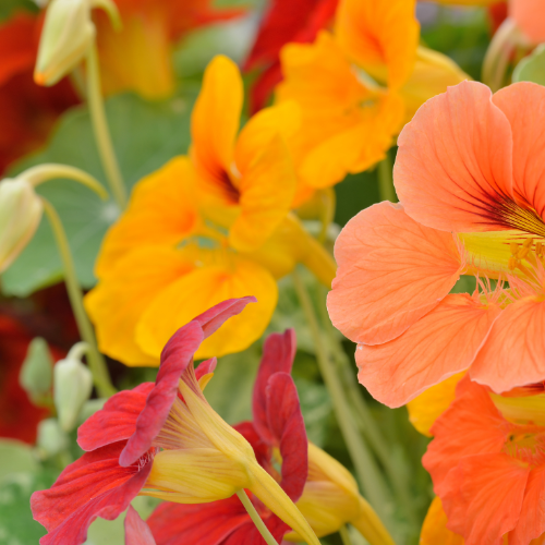 Nasturtium mélange Whirlybird