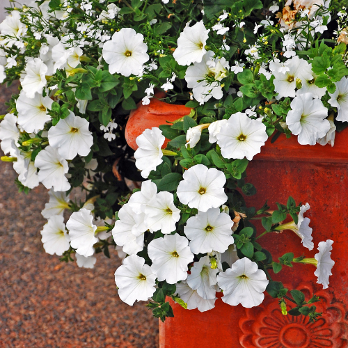 Petunia OS White