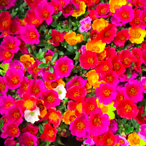 Portulaca, mélange Happy Trail