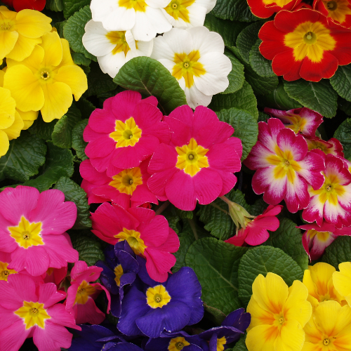 Primula, mélange Lighthouse