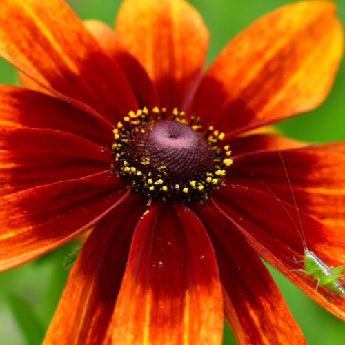 Rudbeckia Capuccino