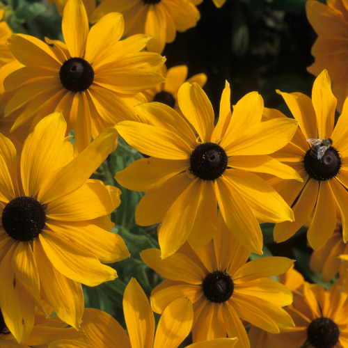 Rudbeckia Black-Eyed Susan