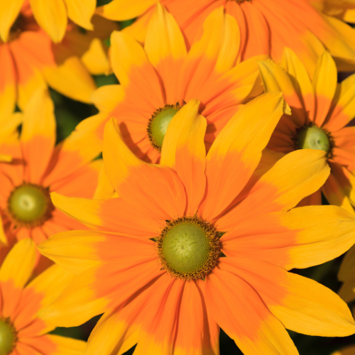 Rudbeckia Amarillo Gold SE