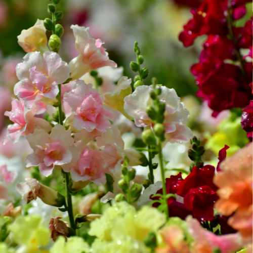 Muflier, Twinny Apple Blossom