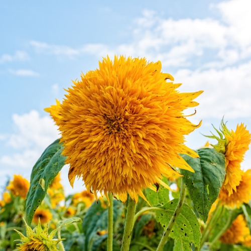 Tournesol, Double Sunking