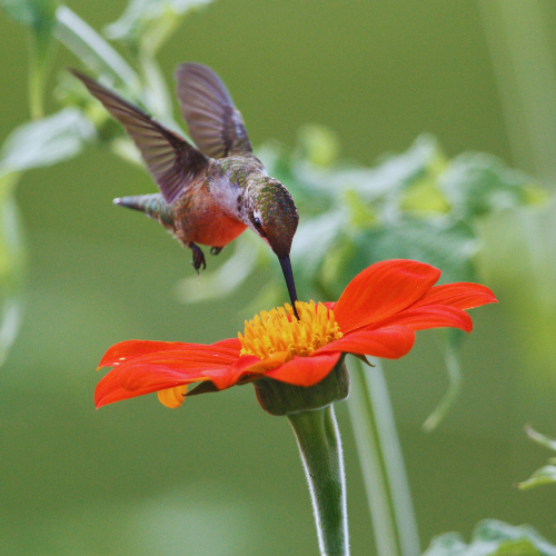 Tithonia, Fiesta Del sol