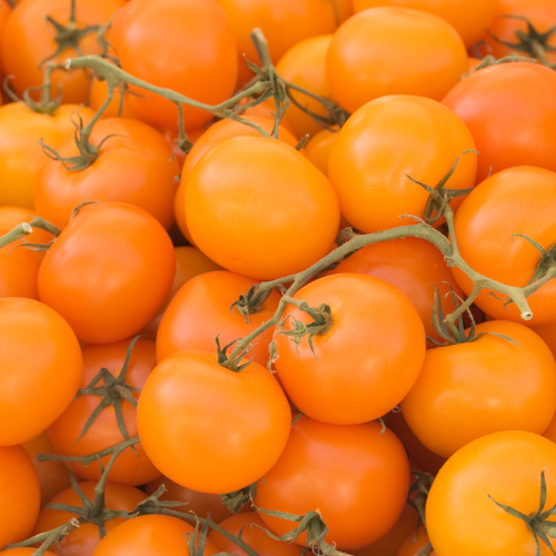 Tomate Esterina, hybride organique