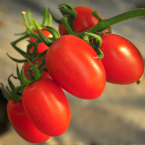 Tomate Sweethearts, hybride