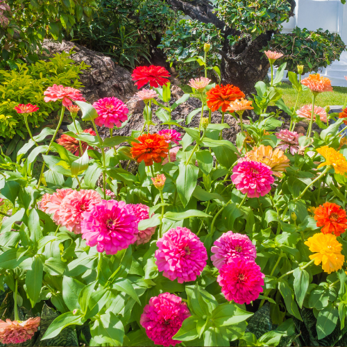 Zinnia, mélange Dahlia