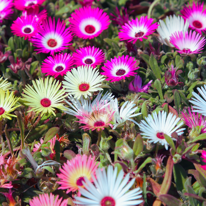 Mélange de chrysanthèmes Painted Daisy