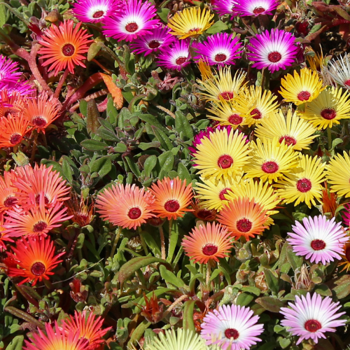 Mélange de chrysanthèmes Painted Daisy