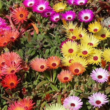 Mélange de chrysanthèmes Painted Daisy