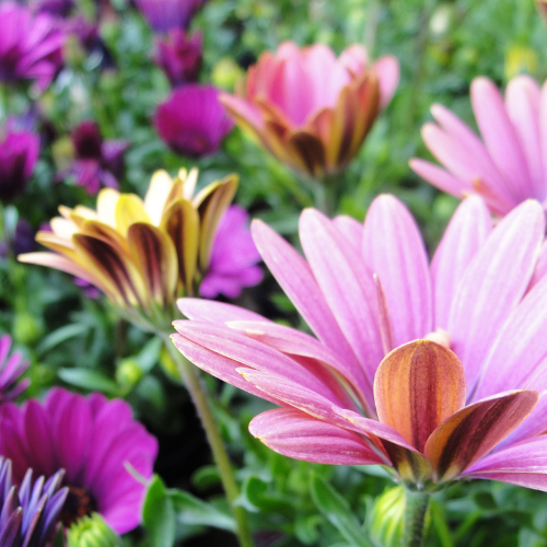 Mélange de chrysanthèmes Painted Daisy