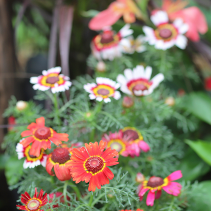 Mélange de chrysanthèmes Painted Daisy