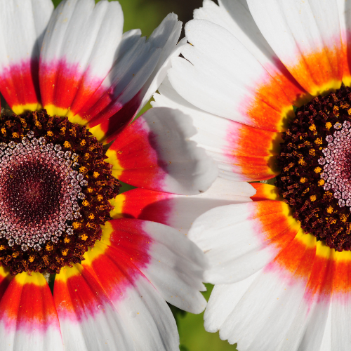 Mélange de chrysanthèmes Painted Daisy