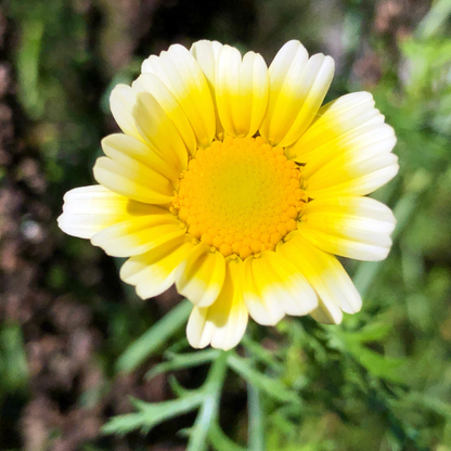 Mélange de chrysanthèmes Painted Daisy