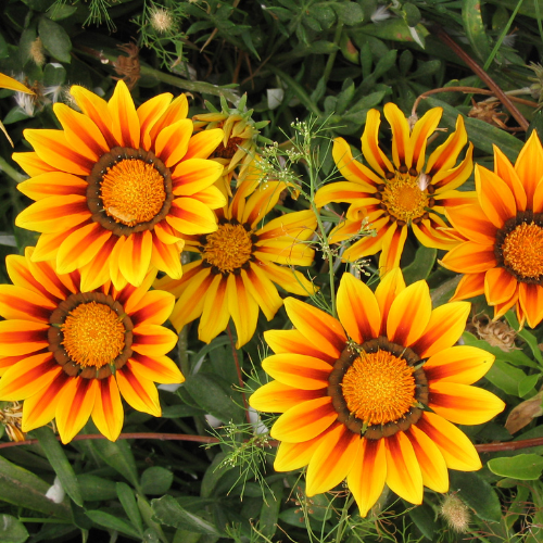 Mélange de chrysanthèmes Painted Daisy