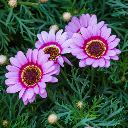 Mélange de chrysanthèmes Painted Daisy