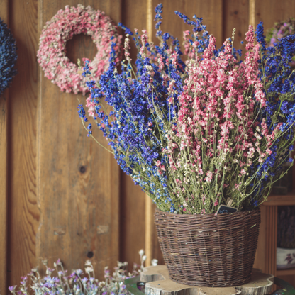 Mélange de delphinium géant du Pacifique