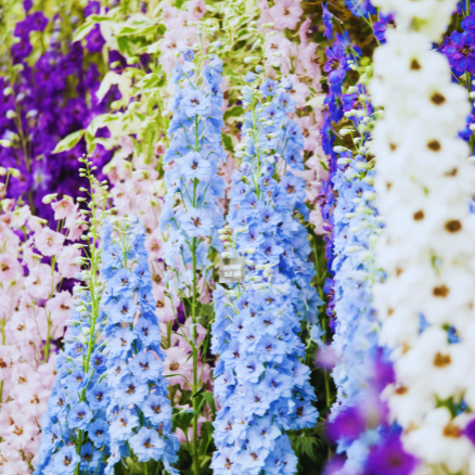 Mélange de delphinium géant du Pacifique