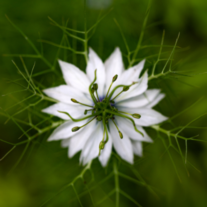 Nigelle Cramer's Plum