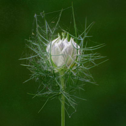 Nigelle Cramer's Plum