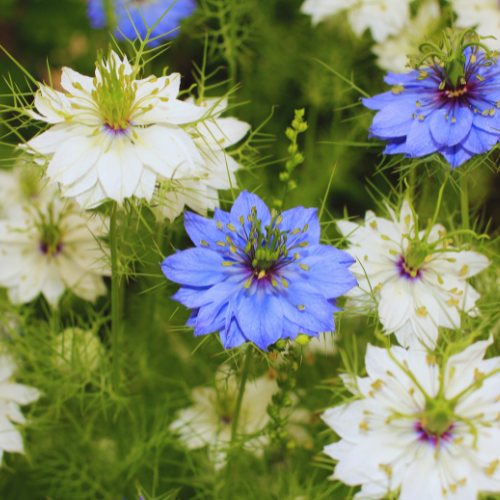 Nigelle Cramer's Plum