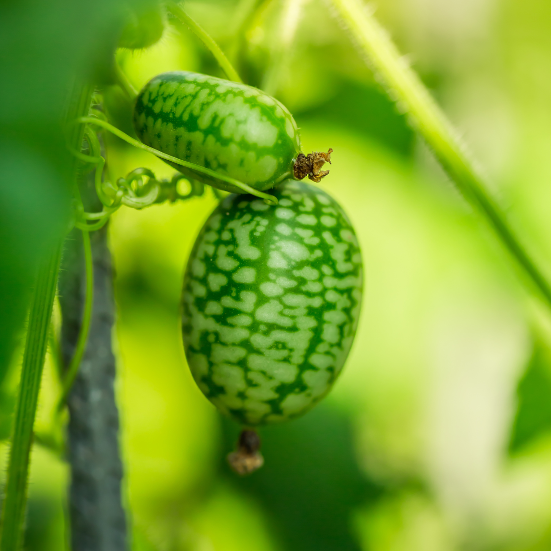 Melon de souris